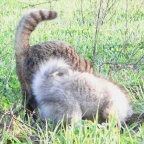 30 Mittelspitz Arabella von der Rosssteige mit Katze Share