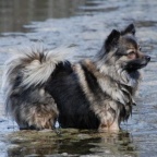 61 Mittelspitz Arabella von der Rosteige im See