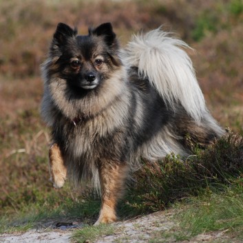 Mittelspitz Arabella von der Rosteige mit 6 Jahren